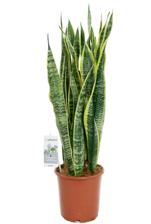 Monstera Siltepecana