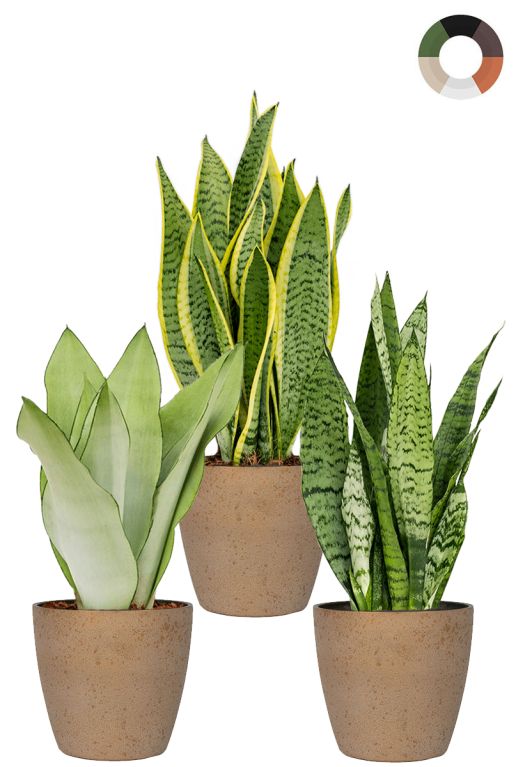 Sansevieria planten