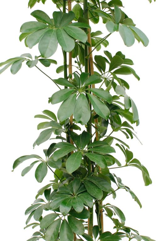 Hoya Krohniana Silver blad