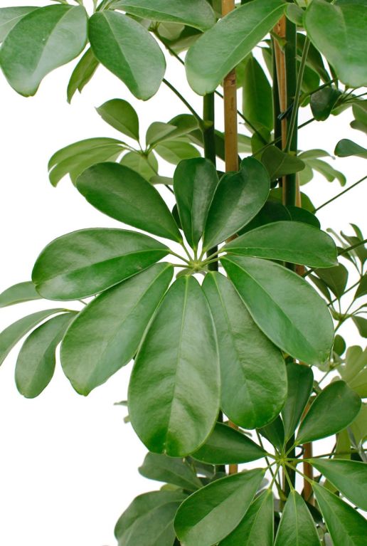 Alocasia Branchifolia Pink Passion blad