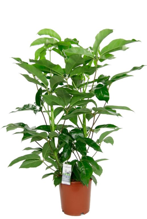 Monstera Siltepecana