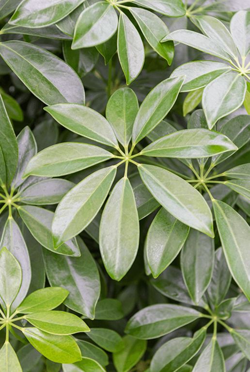 Hoya Krohniana Silver blad