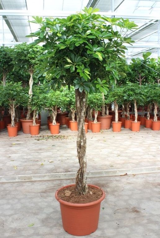 Schefflera arboricola gold capella