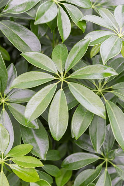 Schefflera blad 7