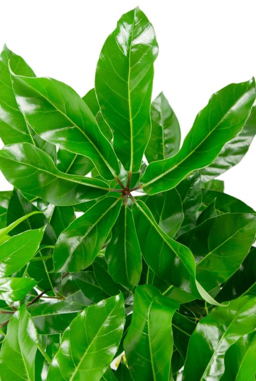 Schefflera blad amate