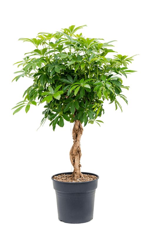 Schefflera boom kamerplant