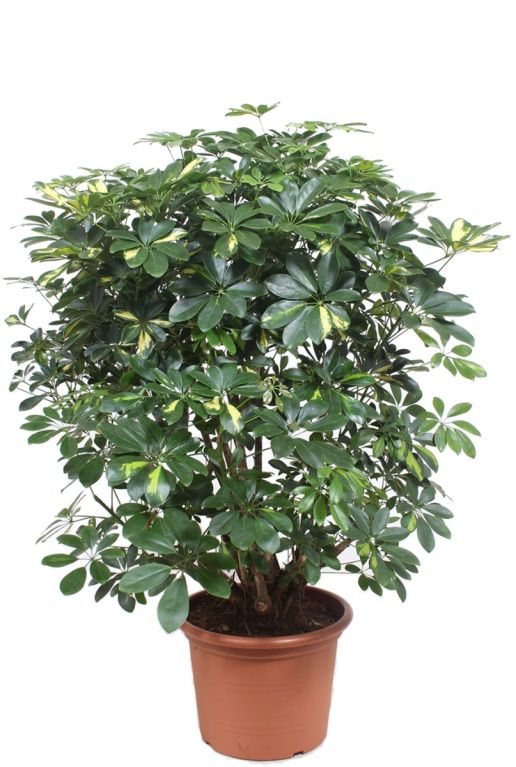 Monstera Siltepecana
