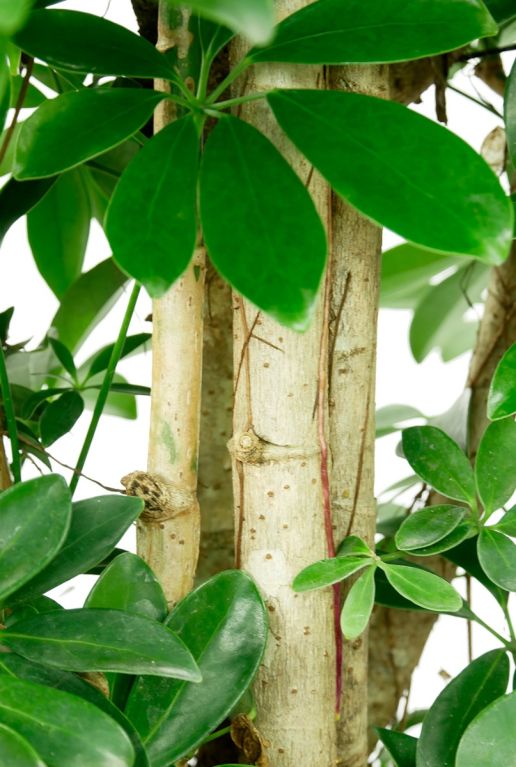 Hoya Krohniana Silver blad