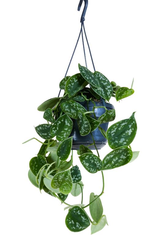 Hoya Krohniana Silver blad