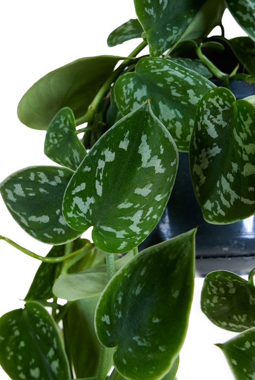Monstera Siltepecana