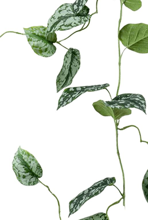 Hoya Krohniana Silver blad