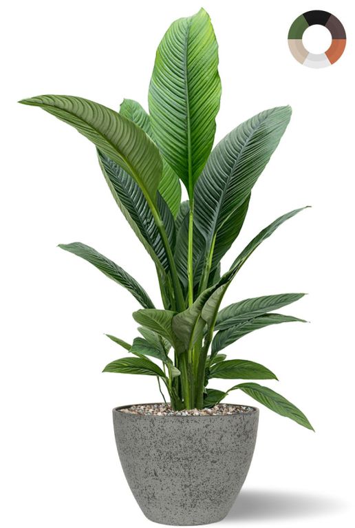 Monstera Siltepecana