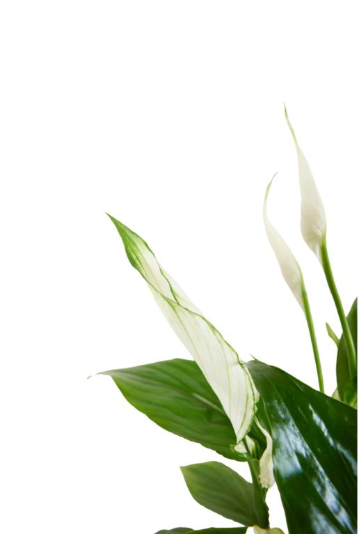 Monstera Siltepecana