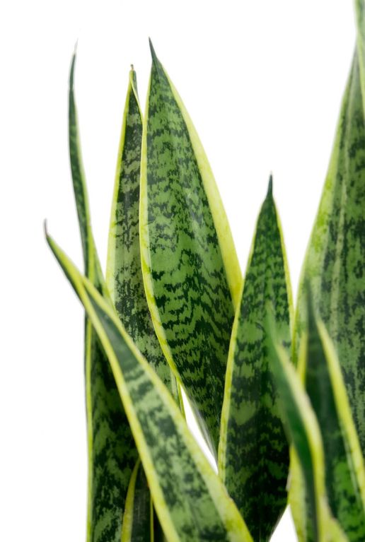 Monstera Siltepecana