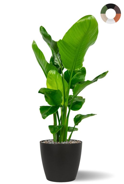 Monstera Siltepecana