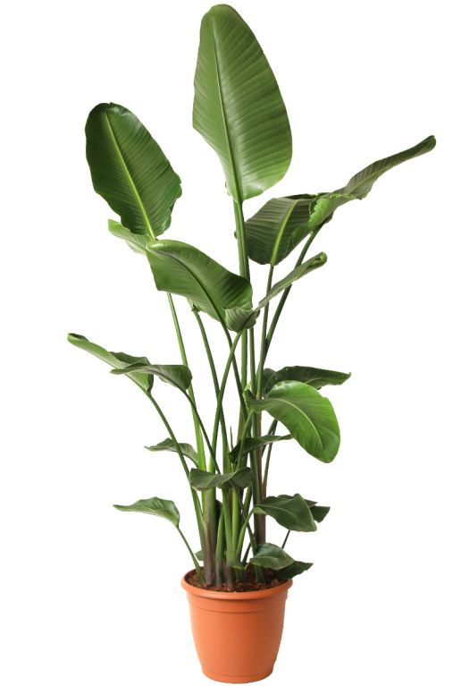 Monstera Siltepecana