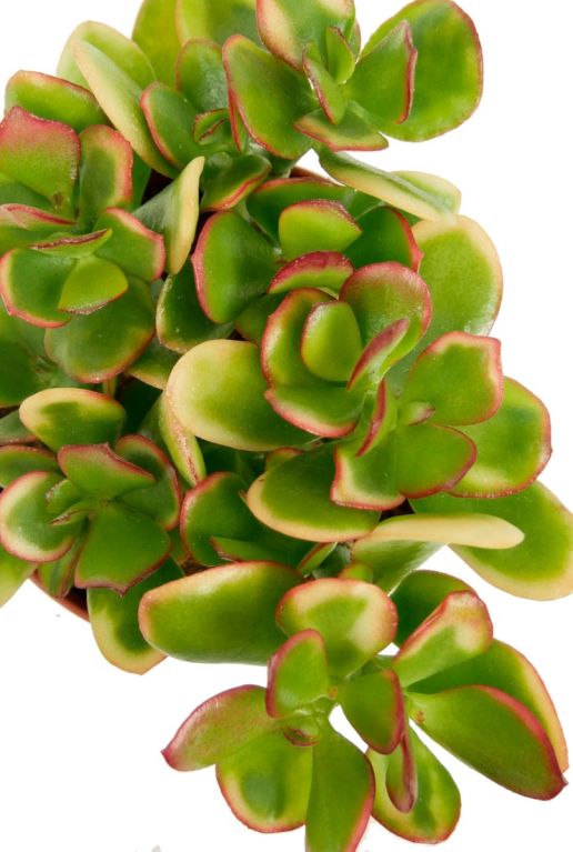 Succulent plant crassula