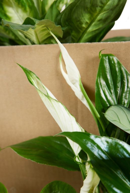 Monstera Siltepecana