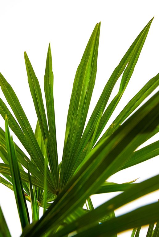 Trachycarpus fortunei blad