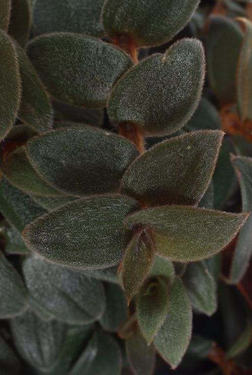 Tradescantia brown hill blad