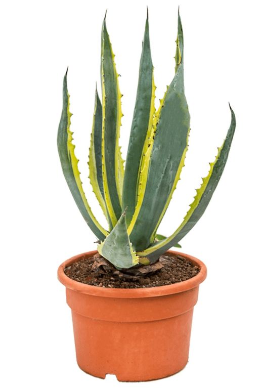 Unieke agave americana kamerplant