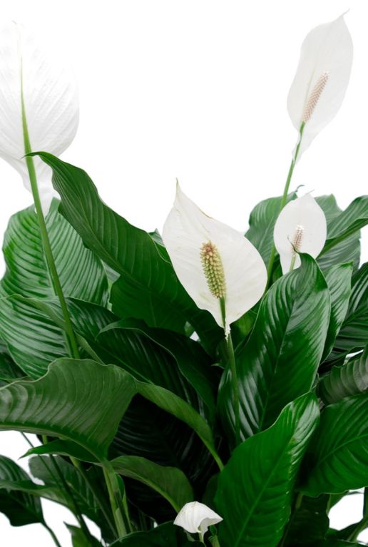 Monstera Siltepecana