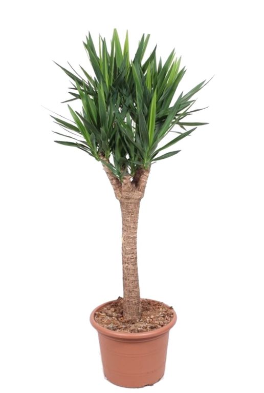 Yucca elephantipes kamerplant