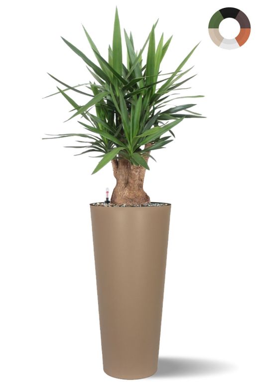 Yucca in hoge plantenbak
