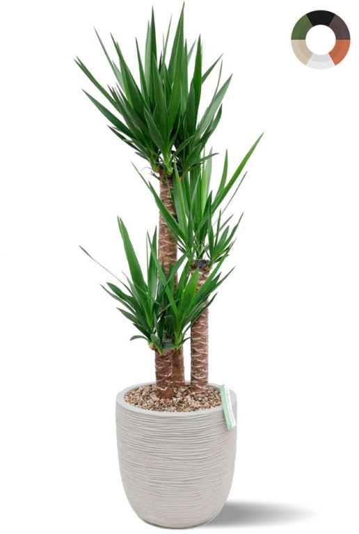 Monstera Siltepecana