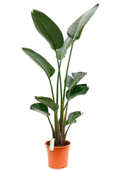 Grote strelitzia Nicolai kopen bij 123planten