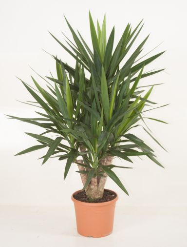 Yucca