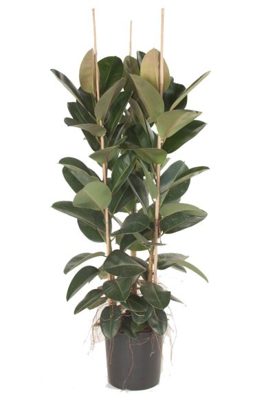 Ficus Robusta