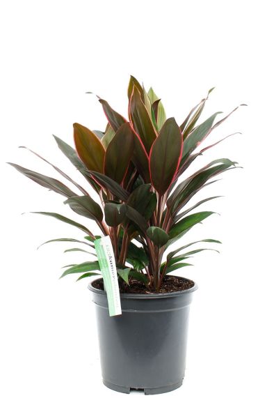 Cordyline Rumba geluksplant kamerplant kopen bij 123planten