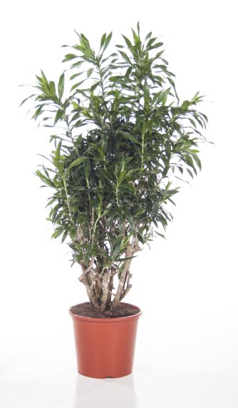 Dracaena reflexa