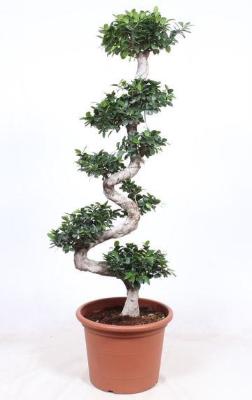 Grote ficus microcarpa