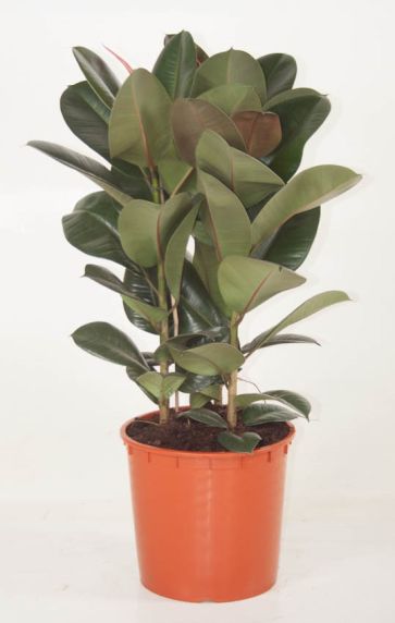 Ficus Robusta