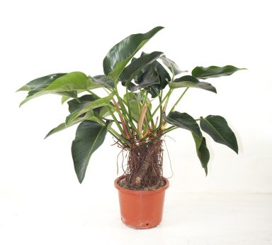 Philodendron green beauty