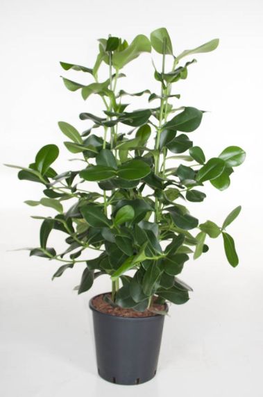 Clusia Rosea