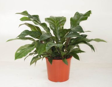 Anthurium Antingo