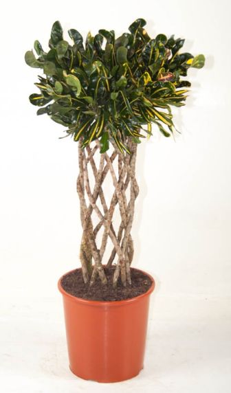 variegatum Mammi