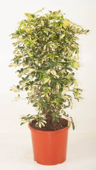 Schefflera Trinette
