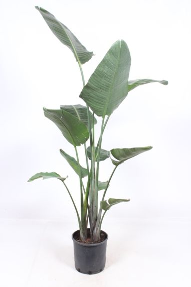 Strelitzia nicolai