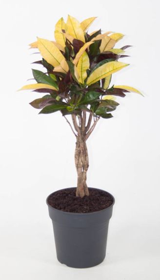 variegatum Mrs.Iceton