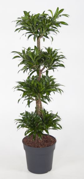 Dracaena reflexa Song of Jamaica