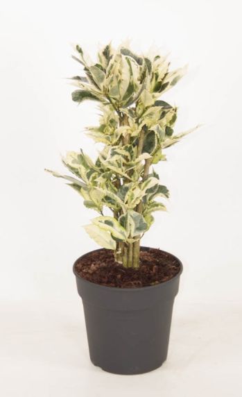Croton variegatum Tamara
