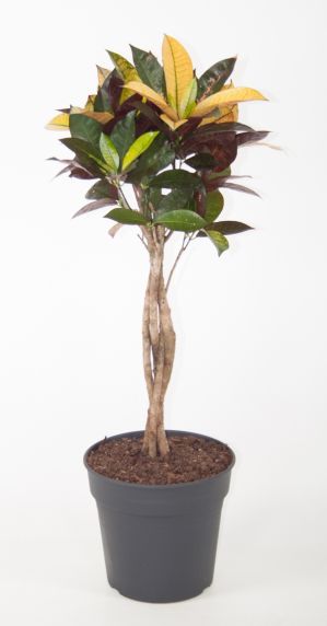 variegatum Mrs.Iceton