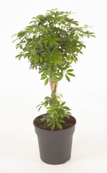 Schefflera Arboricola Luseana