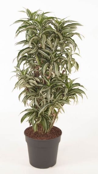 Dracaena Kanzi