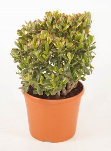Crassula Ovata Sunset
