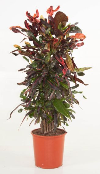 Croton curley boy vertakt
